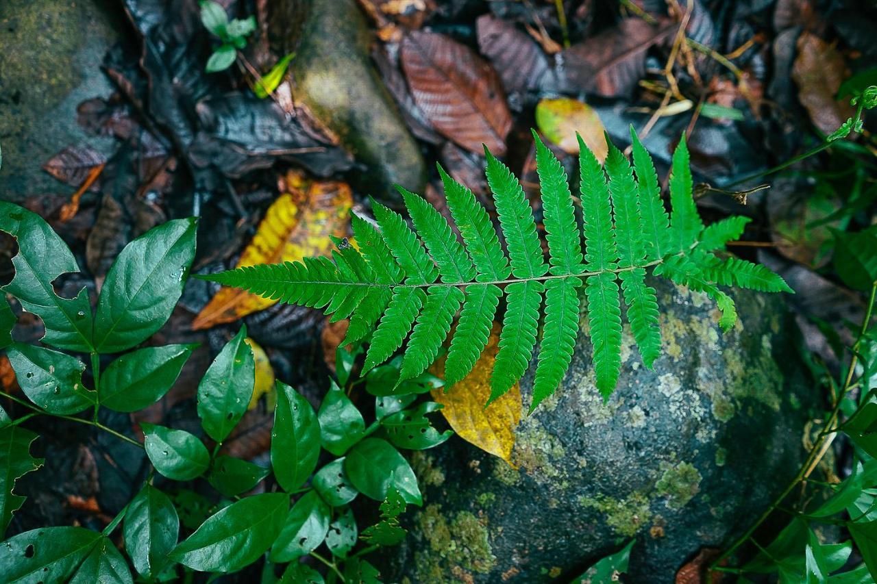 The Jungle Lodge At Kalu Yala パナマ・シティー エクステリア 写真