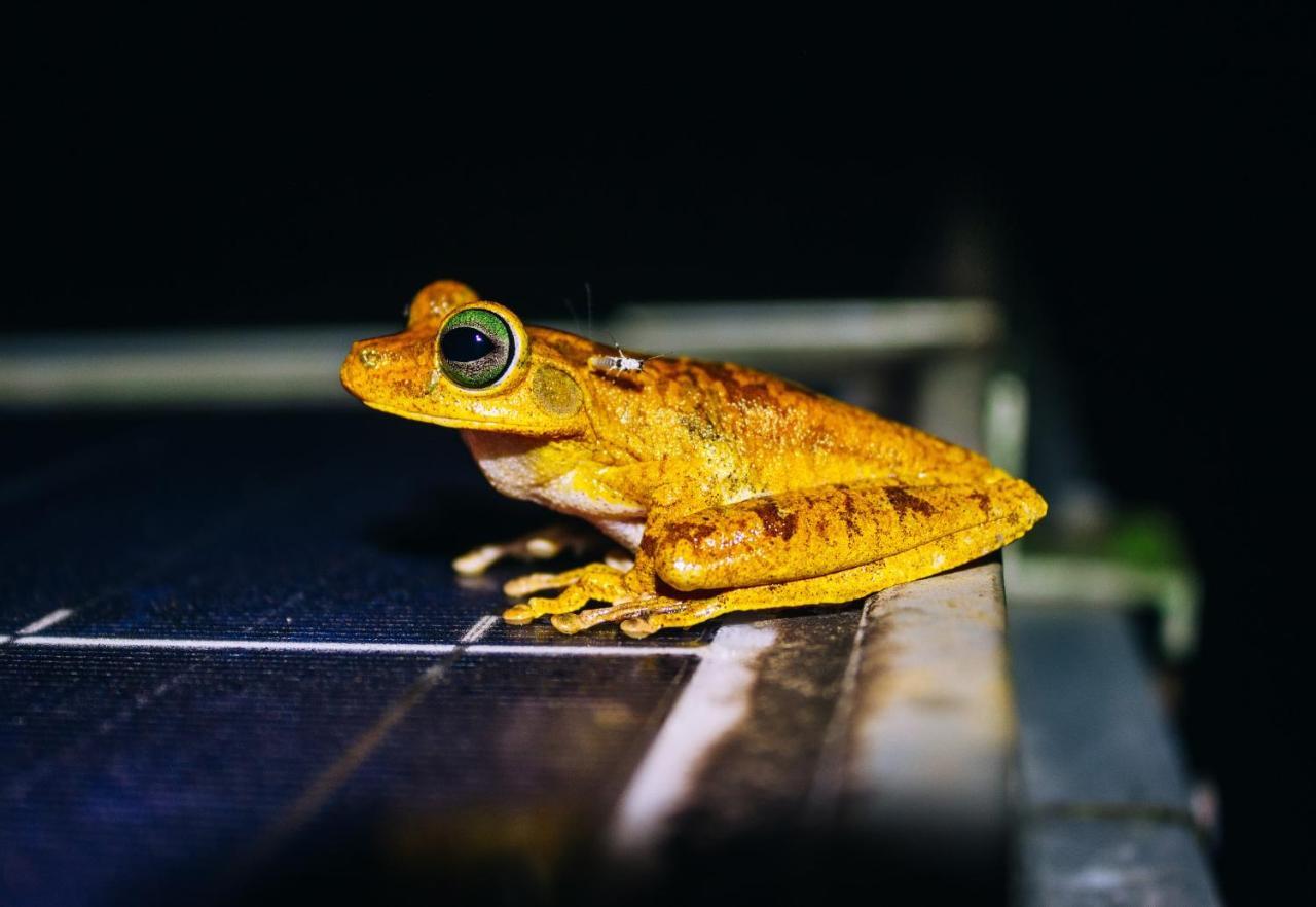 The Jungle Lodge At Kalu Yala パナマ・シティー エクステリア 写真